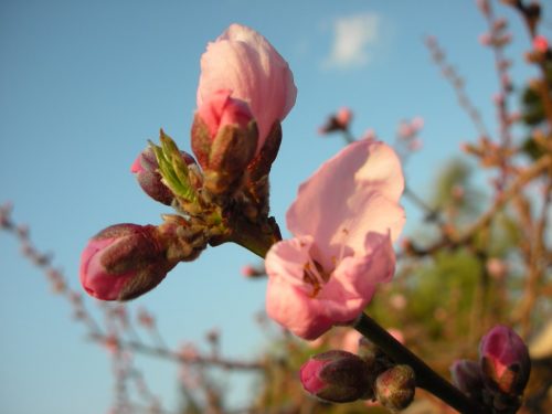 古い記事: 桃の花が咲きました♪
