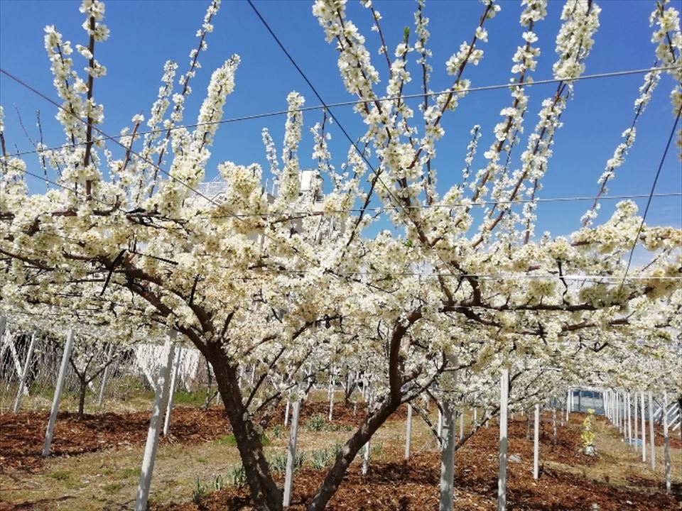 すももの花が満開です さくらんぼ もも ぶどうのフルーツ狩り 宅配は山梨の有機農法と減農薬栽培の丸山フルーツ農園